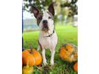 Adopt Ruby a Brindle American Pit Bull Terrier / Mixed dog in Danville