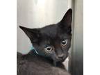 Adopt Ross a All Black Domestic Shorthair / Domestic Shorthair / Mixed cat in