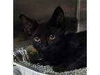 Adopt Phoebe a All Black Domestic Shorthair / Domestic Shorthair / Mixed cat in