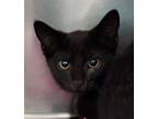 Adopt Joey a All Black Domestic Shorthair / Domestic Shorthair / Mixed cat in