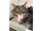 Adopt Mr. Blueberry a Gray or Blue Maine Coon / Domestic Shorthair / Mixed cat