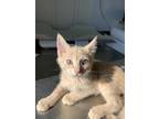 Adopt Cupcake a Tan or Fawn Domestic Shorthair / Domestic Shorthair / Mixed cat