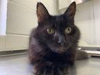 Adopt Echo a All Black Domestic Mediumhair / Domestic Shorthair / Mixed cat in