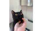 Adopt Blackberry a All Black Domestic Shorthair / Domestic Shorthair / Mixed cat