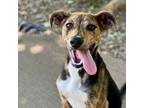 Adopt Button a Brindle Australian Shepherd / Beagle / Mixed dog in Manchester