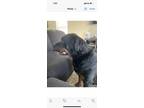 Adopt Rocky a Black Rottweiler / Mixed dog in Sunrise, FL (39166931)