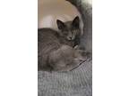 Adopt Penne a Gray or Blue Domestic Shorthair / Domestic Shorthair / Mixed cat