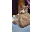 Adopt Ravioli a Gray or Blue Domestic Mediumhair / Domestic Shorthair / Mixed