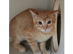 Adopt Larry a Orange or Red Domestic Shorthair / Domestic Shorthair / Mixed cat