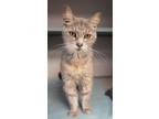 Adopt Talia a Gray or Blue Domestic Shorthair / Domestic Shorthair / Mixed cat