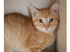 Adopt Linus a Orange or Red Domestic Shorthair / Domestic Shorthair / Mixed cat