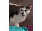 Adopt Hunter a Gray or Blue Domestic Shorthair / Domestic Shorthair / Mixed cat