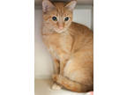Adopt Lulabell a Orange or Red Domestic Shorthair / Domestic Shorthair / Mixed