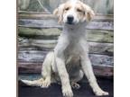 Adopt Steven a White - with Tan, Yellow or Fawn Australian Cattle Dog / Great