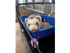 Adopt Jasper a Brown or Chocolate Ferret / Ferret / Mixed small animal in