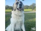 Adopt Moe a White - with Tan, Yellow or Fawn Great Pyrenees / Mixed dog in
