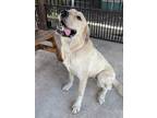 Adopt Big Foot a Tan/Yellow/Fawn Great Pyrenees / Retriever (Unknown Type) /