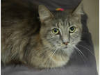Adopt Char a Gray or Blue Domestic Mediumhair / Domestic Shorthair / Mixed cat