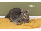 Adopt Gene a Gray or Blue Domestic Shorthair / Domestic Shorthair / Mixed cat in