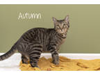 Adopt Autumn a Brown or Chocolate Domestic Shorthair / Domestic Shorthair /
