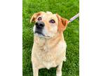 Adopt Doug a Tan/Yellow/Fawn Labrador Retriever / Mixed dog in Yakima