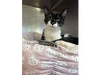 Adopt Clayton a All Black Domestic Shorthair / Domestic Shorthair / Mixed cat in
