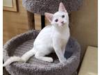 Adopt James T Kirk a Cream or Ivory Siamese / Domestic Shorthair / Mixed cat in