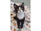 Adopt Brick a All Black Domestic Shorthair / Domestic Shorthair / Mixed cat in
