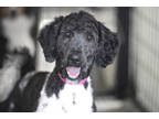 Adopt Chanel a Brown/Chocolate Poodle (Miniature) / Mixed dog in Colorado