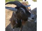 Adopt Lydia a Goat farm-type animal in Quakertown, PA (39166859)