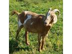 Adopt Lance a Goat farm-type animal in Quakertown, PA (39158848)