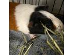 Adopt Brownie bonded to Spot a Guinea Pig small animal in Quakertown