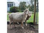 Adopt Tom a Goat farm-type animal in Quakertown, PA (39166855)