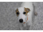 Adopt Dash a White Jack Russell Terrier / Mixed dog in Colorado Springs