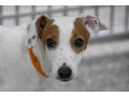 Adopt Louie a White Jack Russell Terrier / Mixed dog in Colorado Springs