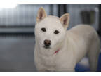 Adopt Amber a Tan/Yellow/Fawn Shiba Inu / Mixed dog in Colorado Springs