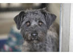 Adopt Gus a Gray/Blue/Silver/Salt & Pepper Schnauzer (Miniature) / Mixed dog in