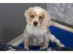 Adopt Betty Lou a White Cocker Spaniel / Mixed dog in Colorado Springs