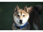 Adopt Scout a Red/Golden/Orange/Chestnut Shiba Inu / Mixed dog in Colorado