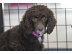 Adopt Mia a Brown/Chocolate Cocker Spaniel / Mixed dog in Colorado Springs