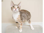 Adopt Maddie a Orange or Red Domestic Shorthair / Domestic Shorthair / Mixed cat