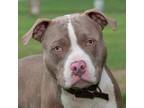 Adopt Tyson a American Pit Bull Terrier / Mixed dog in Troy, OH (39150101)