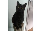 Adopt Mortar a All Black Domestic Shorthair / Domestic Shorthair / Mixed cat in