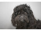 Adopt Idris a Black Cocker Spaniel / Poodle (Miniature) / Mixed dog in Colorado