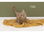 Adopt Felix a Orange or Red Domestic Shorthair / Domestic Shorthair / Mixed cat