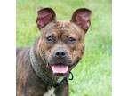 Adopt Sage a American Pit Bull Terrier / Mixed dog in Troy, OH (39135623)