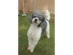 Adopt Cortez a Gray/Blue/Silver/Salt & Pepper Poodle (Miniature) / Mixed dog in