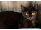 Adopt Octavia a All Black Domestic Shorthair / Domestic Shorthair / Mixed cat in