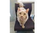 Adopt Oliver a Tan or Fawn Domestic Longhair / Domestic Shorthair / Mixed cat in