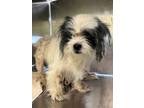 Adopt Monkey a White Shih Tzu / Mixed dog in Longview, TX (39166639)